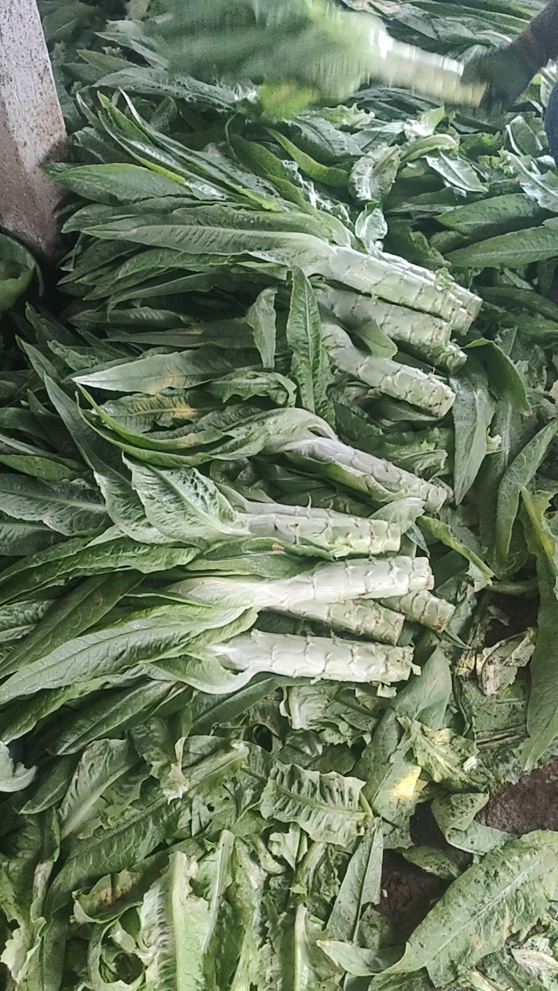 三青皮莴苣大量上市