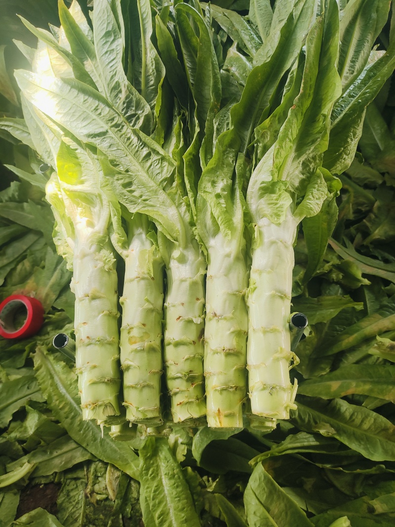 三青皮莴苣大量上市