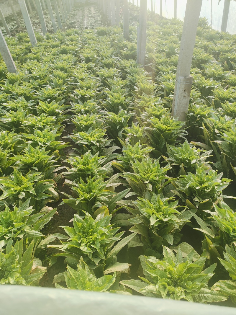三青皮莴苣大量上市