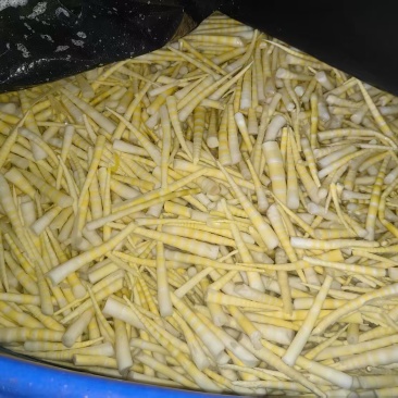 云南方竹笋半成品