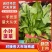 河北邯郸小叶菠菜大量上市产地发货一手货源充足