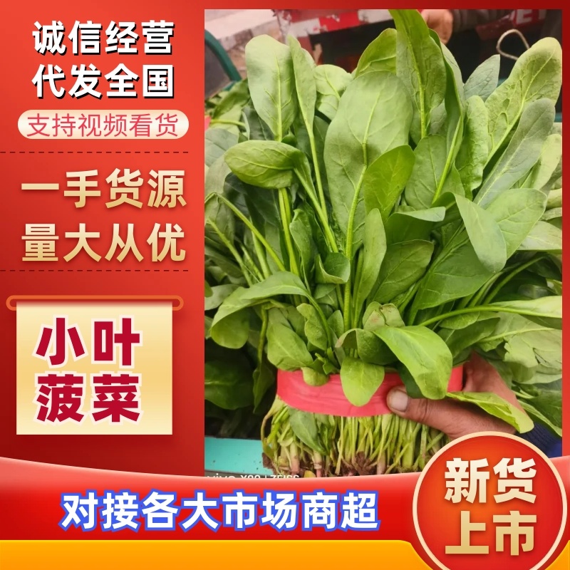 河北邯郸小叶菠菜大量上市产地发货一手货源充足