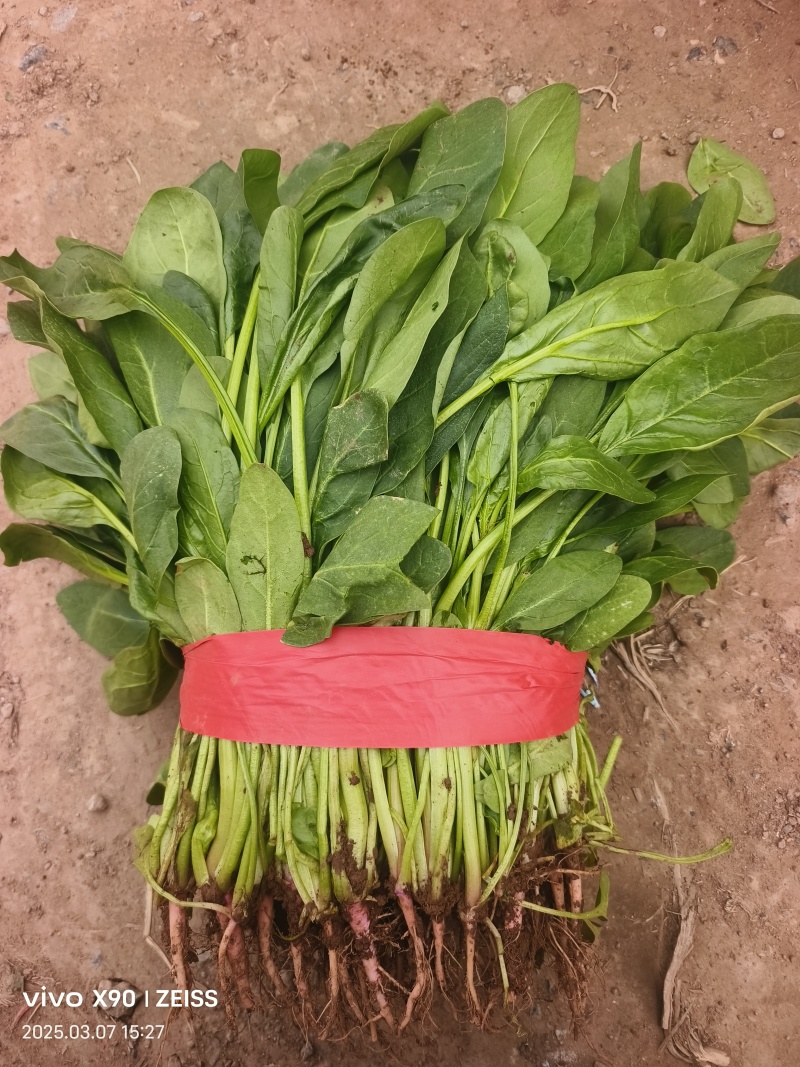 河北邯郸小叶菠菜大量上市产地发货一手货源充足