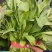 河北邯郸小叶菠菜大量上市产地发货一手货源充足