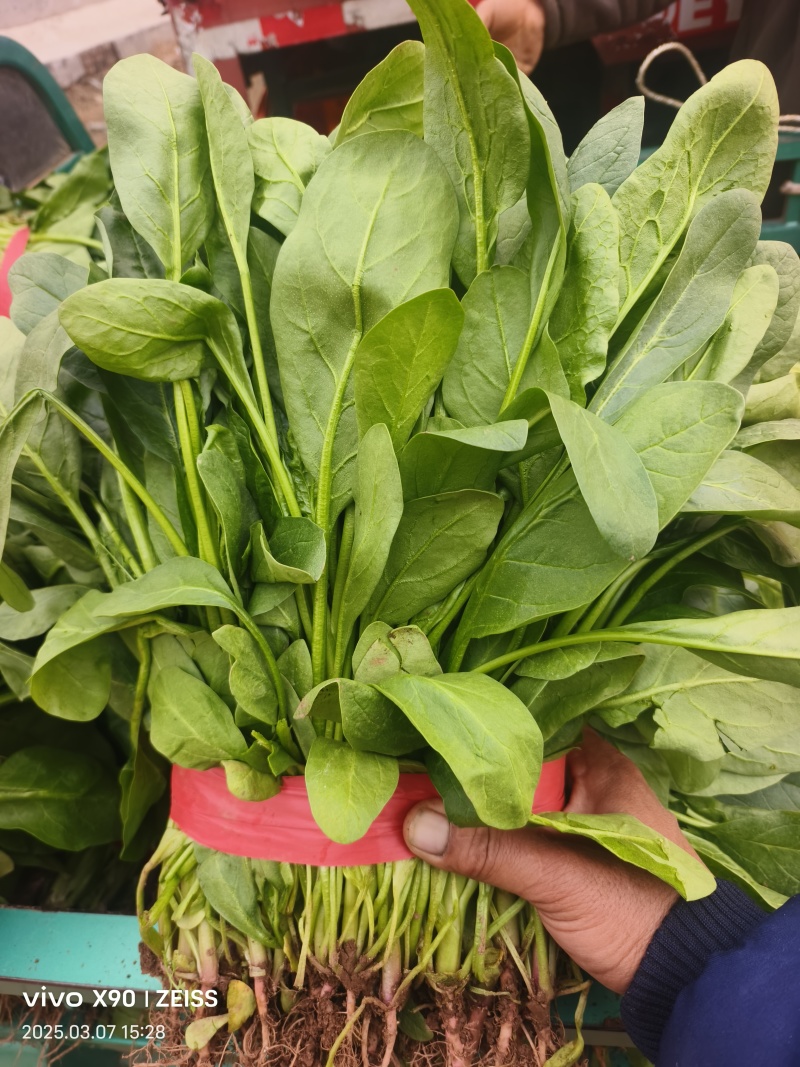 河北邯郸小叶菠菜大量上市产地发货一手货源充足