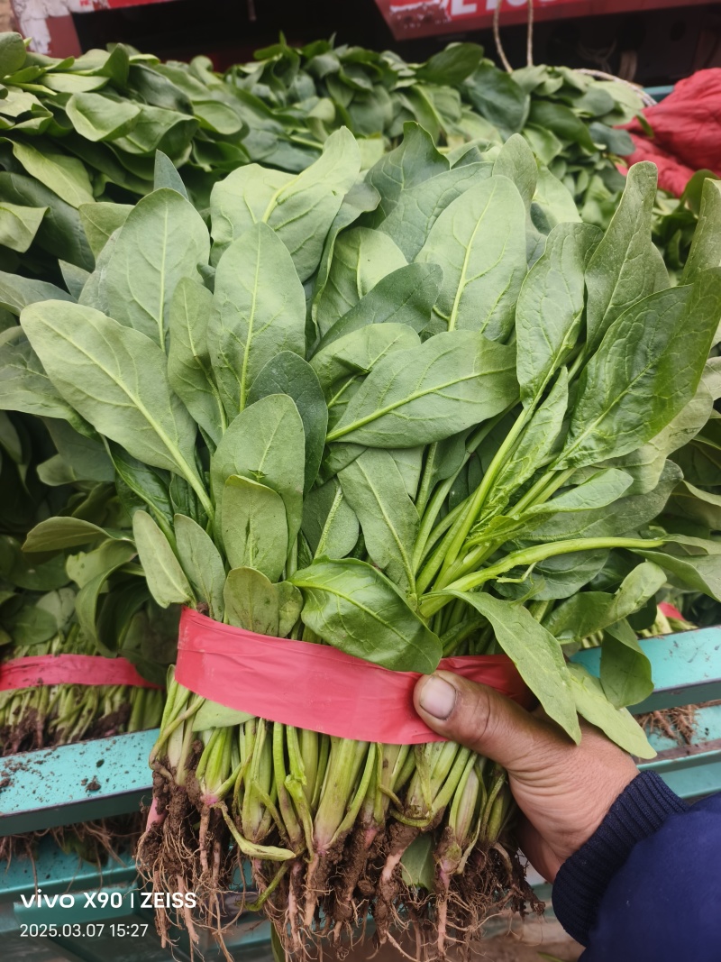 河北邯郸小叶菠菜大量上市产地发货一手货源充足