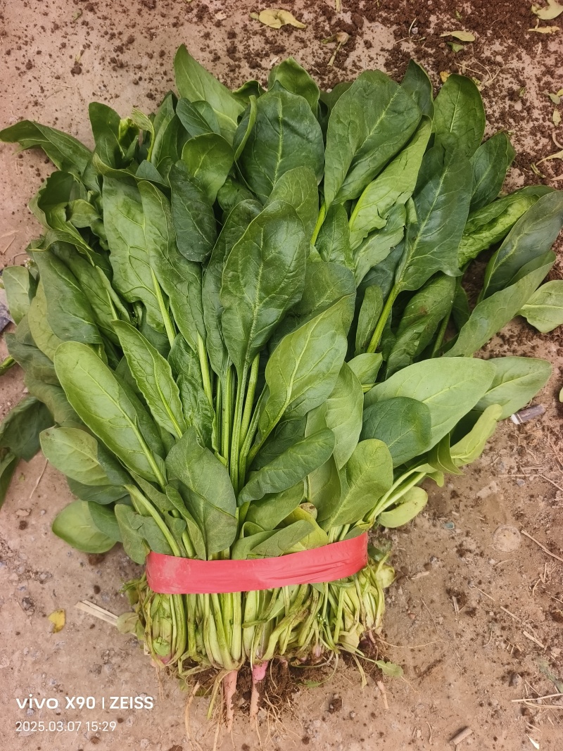河北邯郸小叶菠菜大量上市产地发货一手货源充足