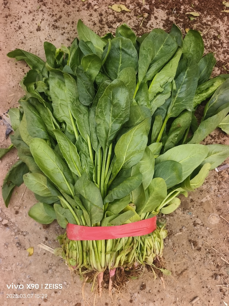 河北邯郸小叶菠菜大量上市产地发货一手货源充足