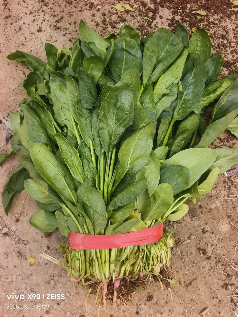 河北邯郸小叶菠菜大量上市产地发货一手货源充足