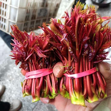 香椿芽，大竹香椿芽。红油香椿，露天生长。
