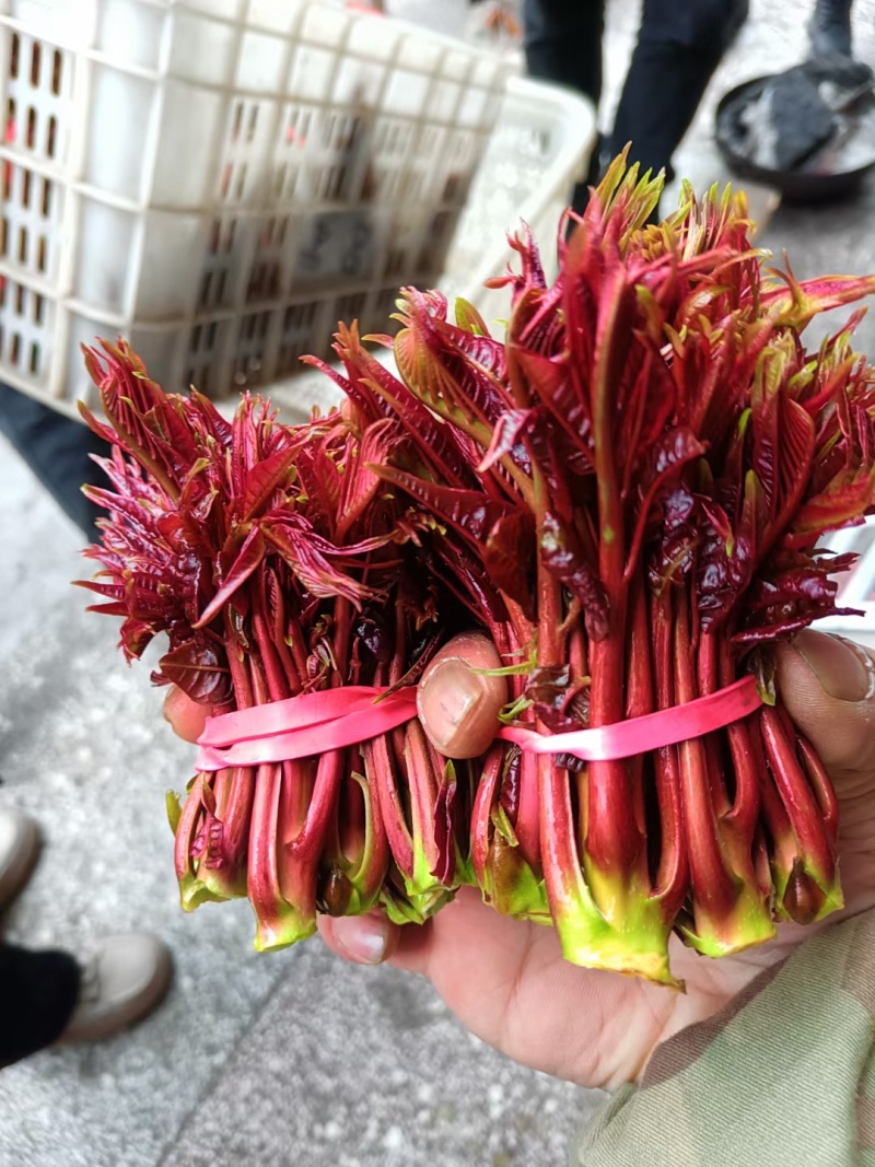 香椿芽，大竹香椿芽。红油香椿，露天生长。