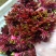 香椿芽，大竹香椿芽。红油香椿，露天生长。