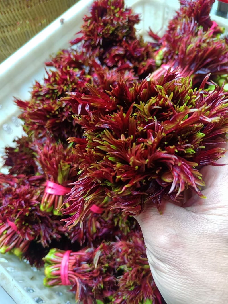 香椿芽，大竹香椿芽。红油香椿，露天生长。