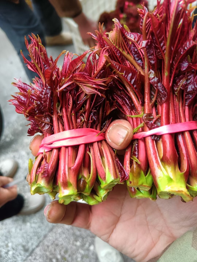 香椿芽，大竹香椿芽。红油香椿，露天生长。