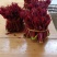 香椿芽，大竹香椿芽。红油香椿，露天生长。