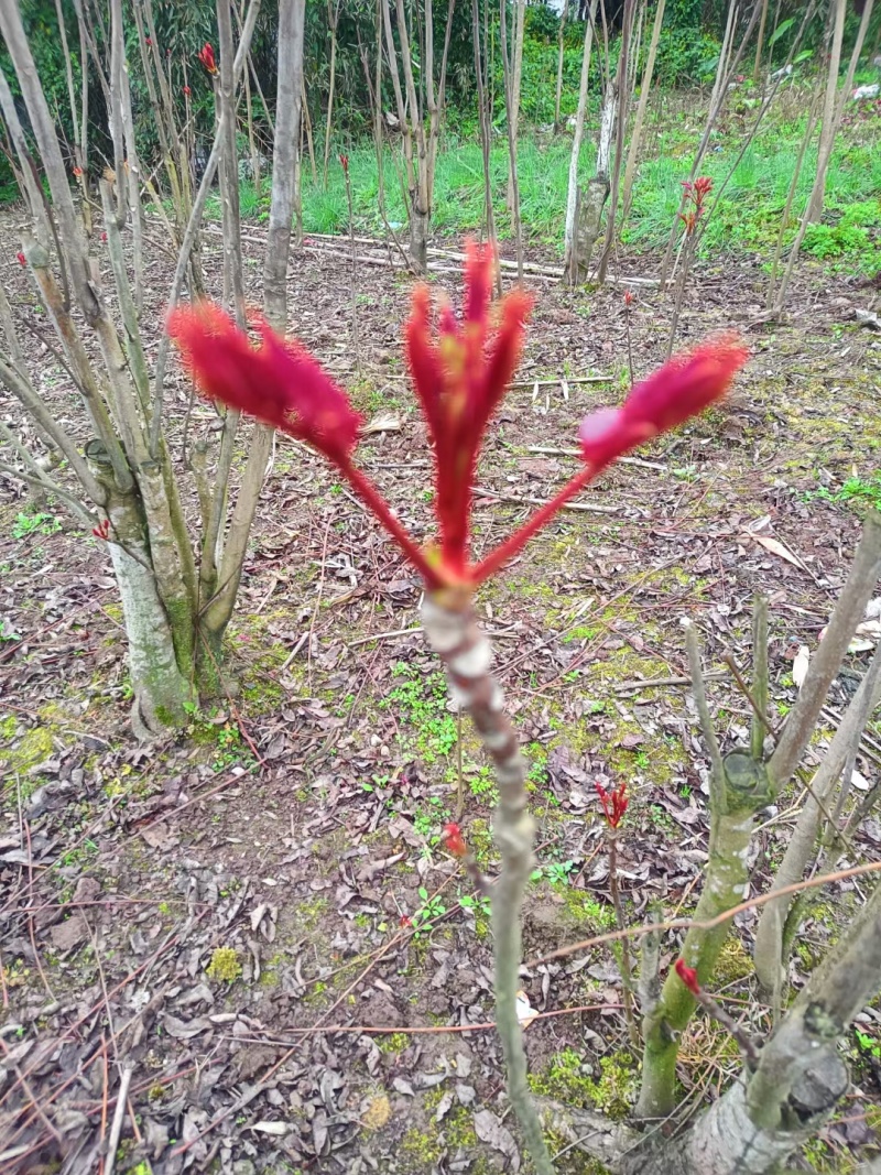 香椿芽，大竹香椿芽。红油香椿，露天生长。