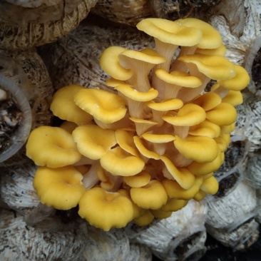 【新鲜直达】当季云南新鲜鸡油菌抢鲜购！量大优惠……