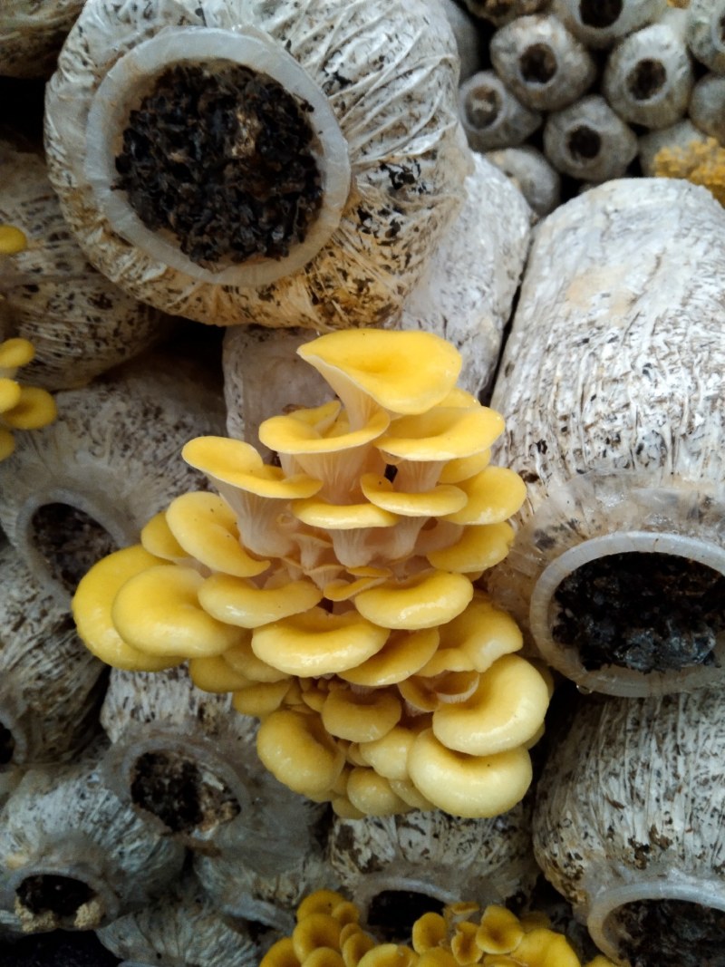 【新鲜直达】当季云南新鲜鸡油菌抢鲜购！量大优惠……