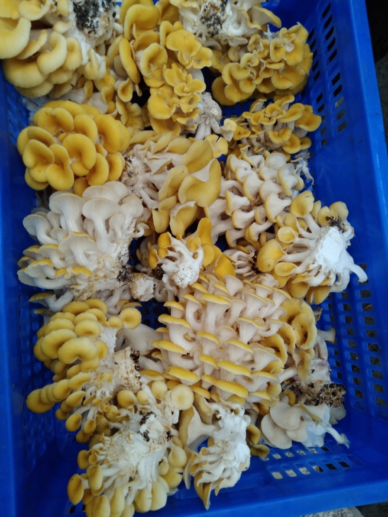 【新鲜直达】当季云南新鲜鸡油菌抢鲜购！量大优惠……