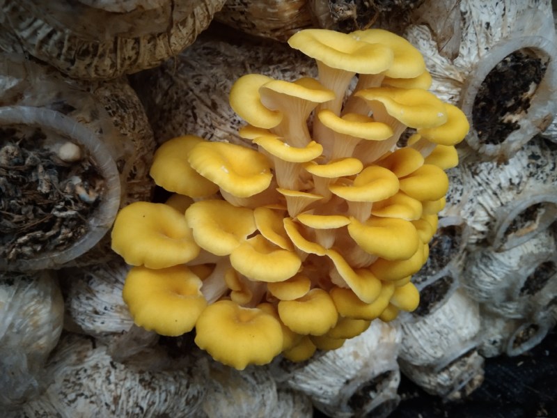 【新鲜直达】当季云南新鲜鸡油菌抢鲜购！量大优惠……