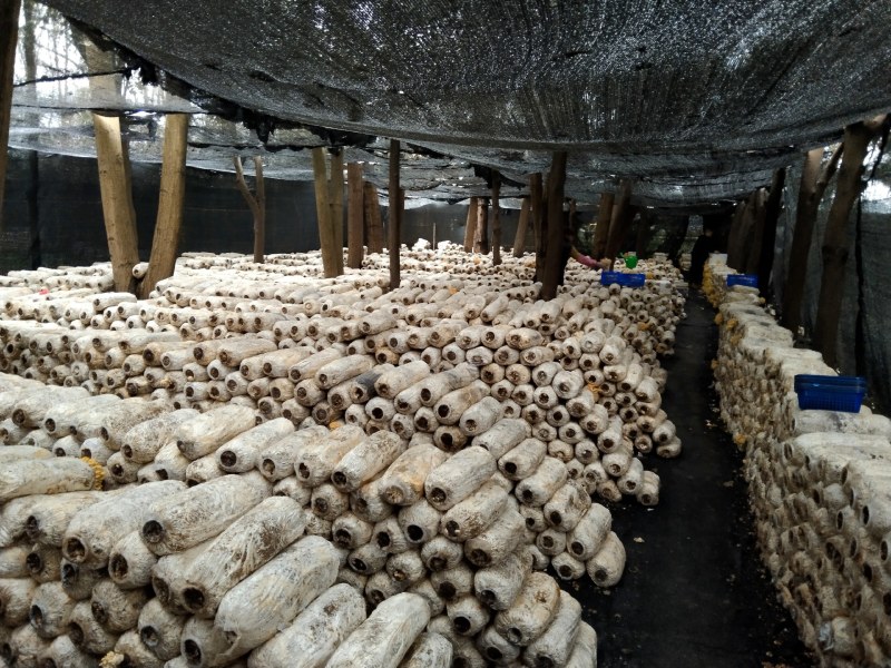 【新鲜直达】当季云南新鲜鸡油菌抢鲜购！量大优惠……