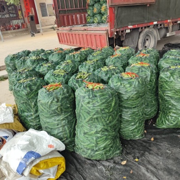 福建蚕豆绿皮白皮大量上市