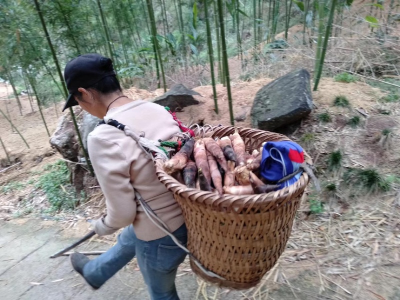 竹笋重庆雷竹笋！雷竹笋日出20吨