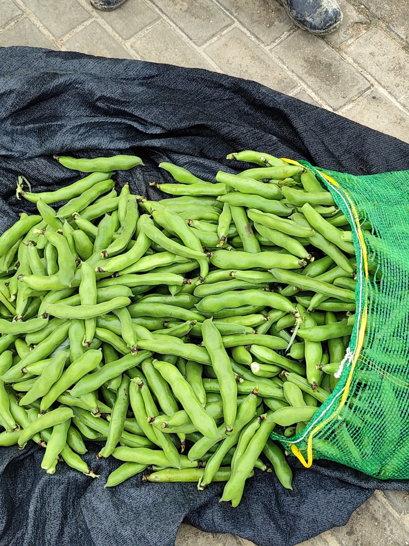 福建蚕豆绿皮白皮大量上市