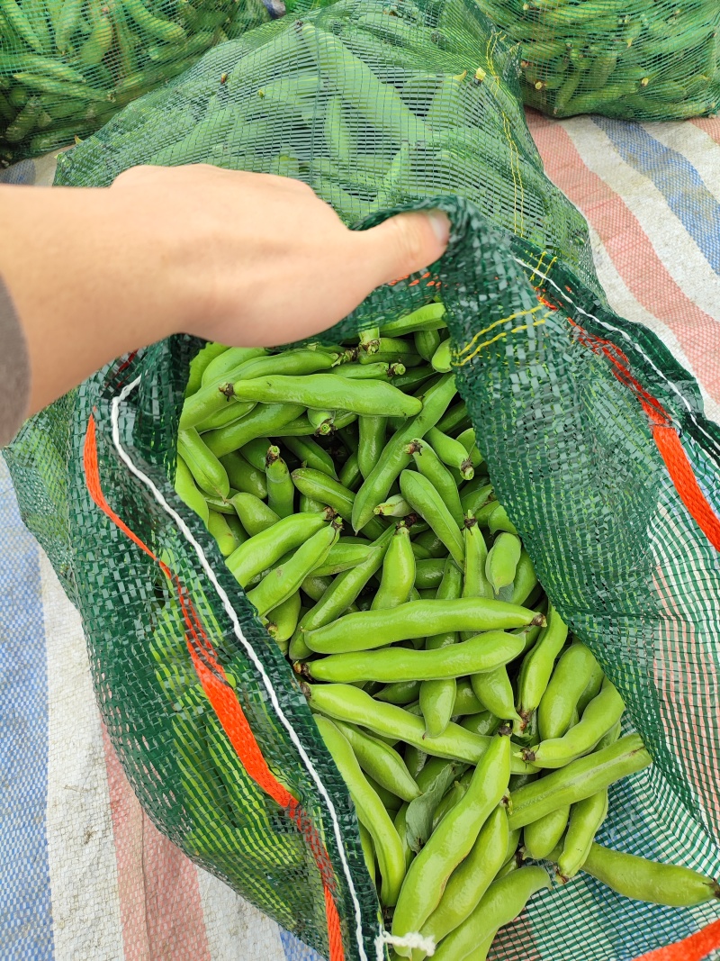 福建蚕豆绿皮白皮大量上市