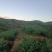 安溪高山秋茶手工正味清香型兰花香铁观音做熟做透，持久耐泡