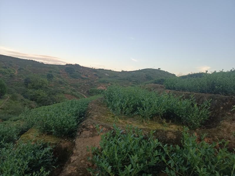 安溪高山秋茶手工正味清香型兰花香铁观音做熟做透，持久耐泡
