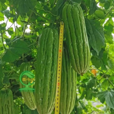 【东方青69号苦瓜】杂交一代中熟直瘤座瓜能力强