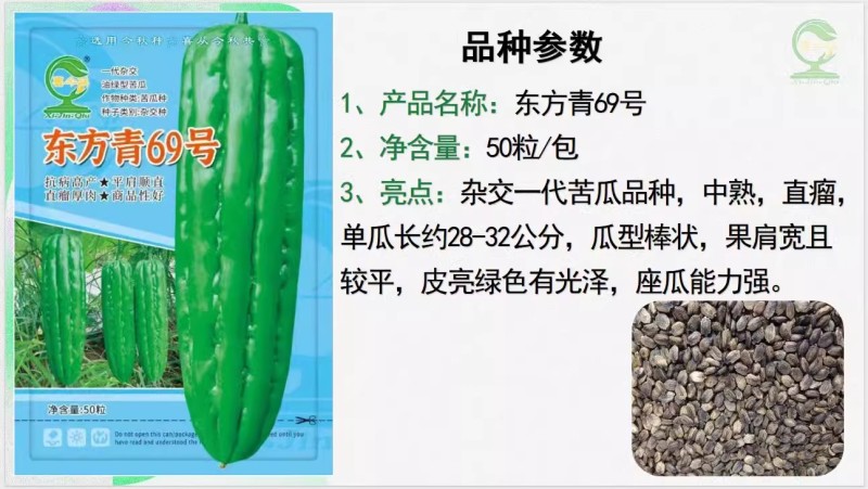 【东方青69号苦瓜】杂交一代中熟直瘤座瓜能力强