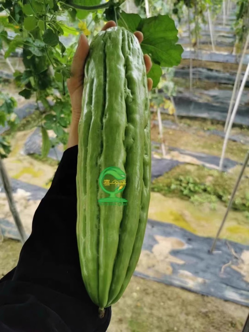 【东方青69号苦瓜】杂交一代中熟直瘤座瓜能力强