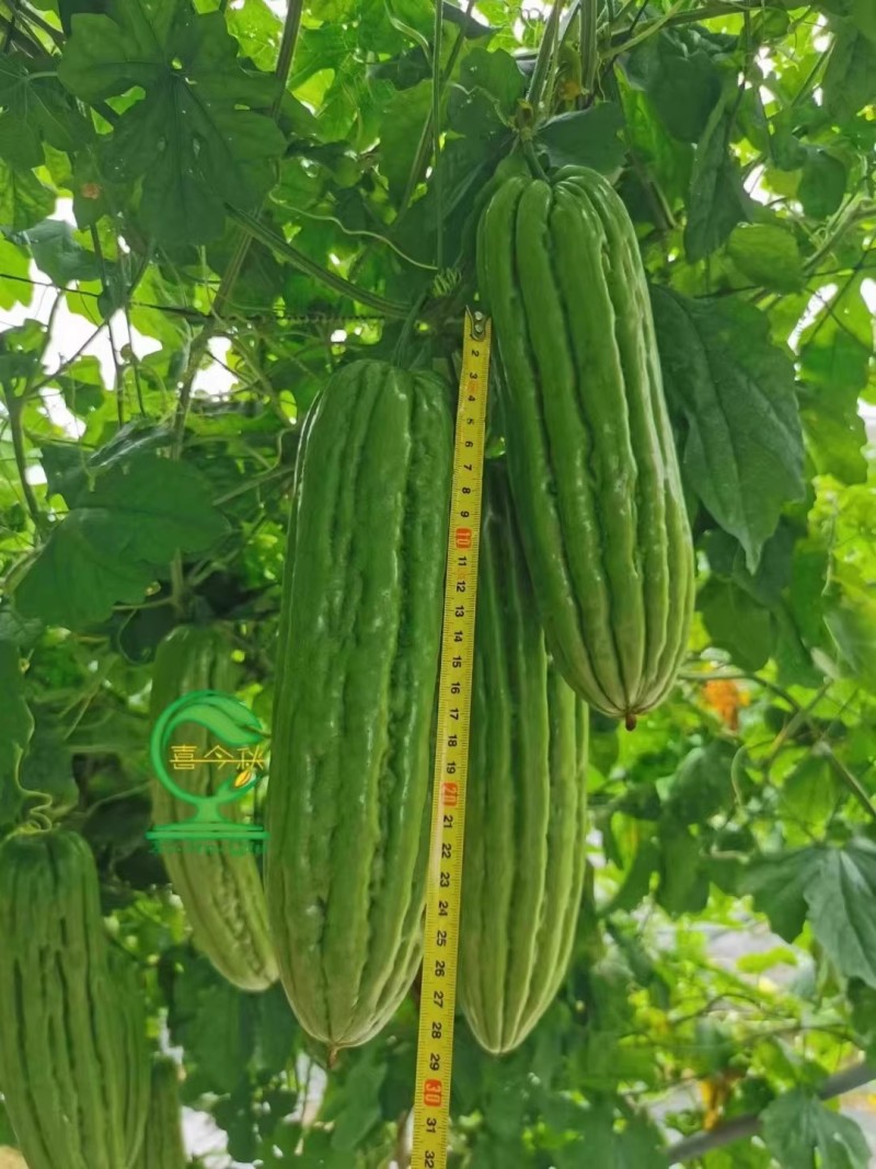 【东方青69号苦瓜】杂交一代中熟直瘤座瓜能力强