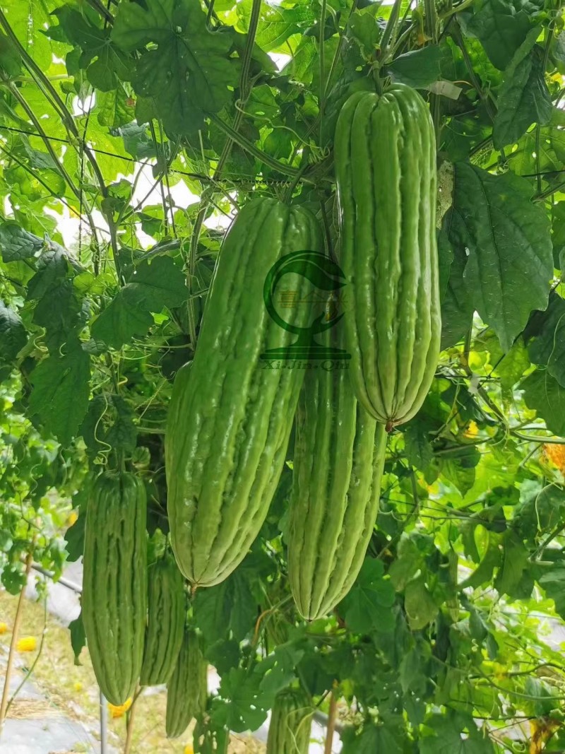 【东方青69号苦瓜】杂交一代中熟直瘤座瓜能力强