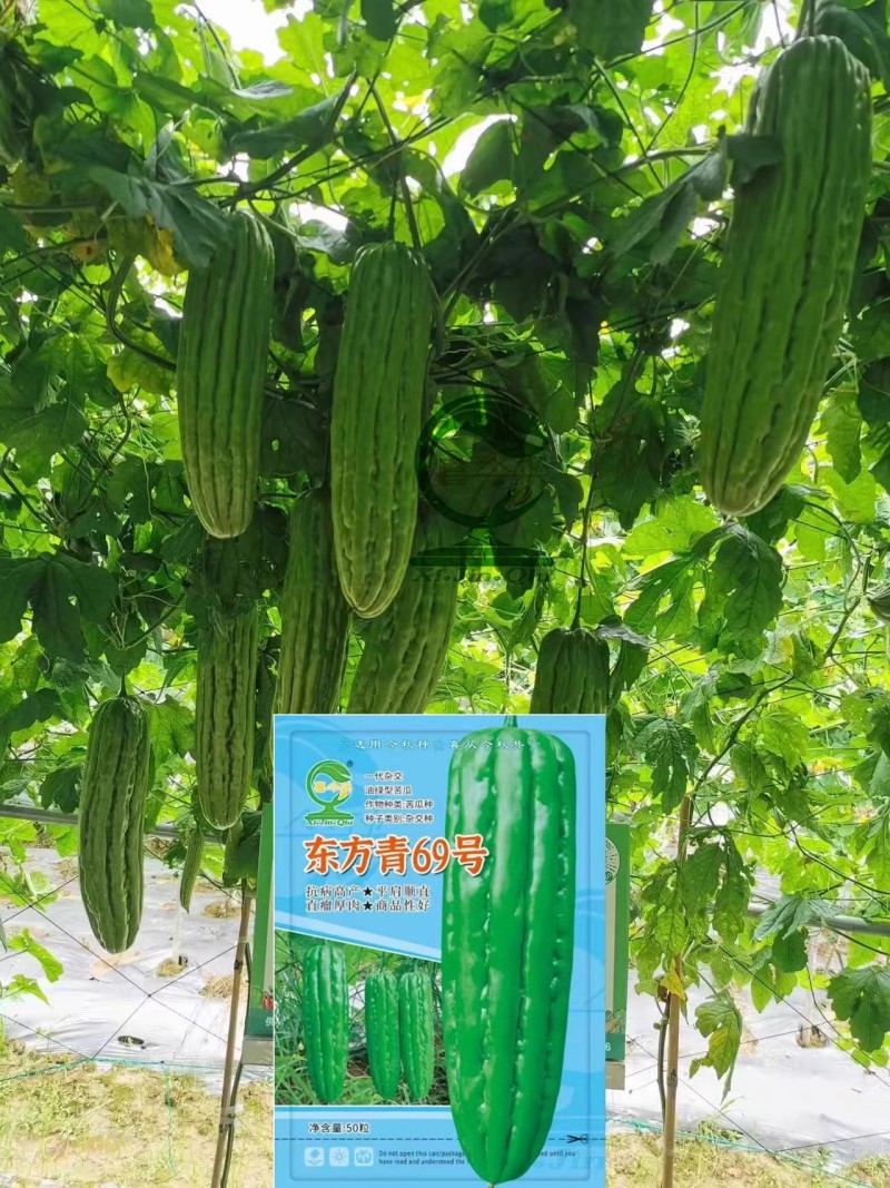 【东方青69号苦瓜】杂交一代中熟直瘤座瓜能力强