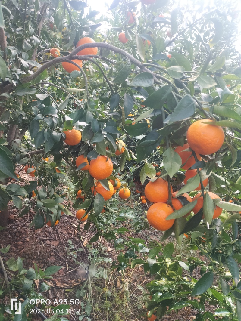 沃柑