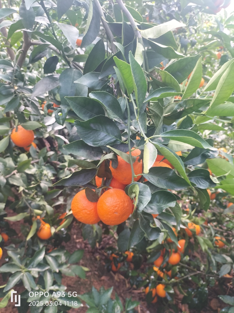 沃柑