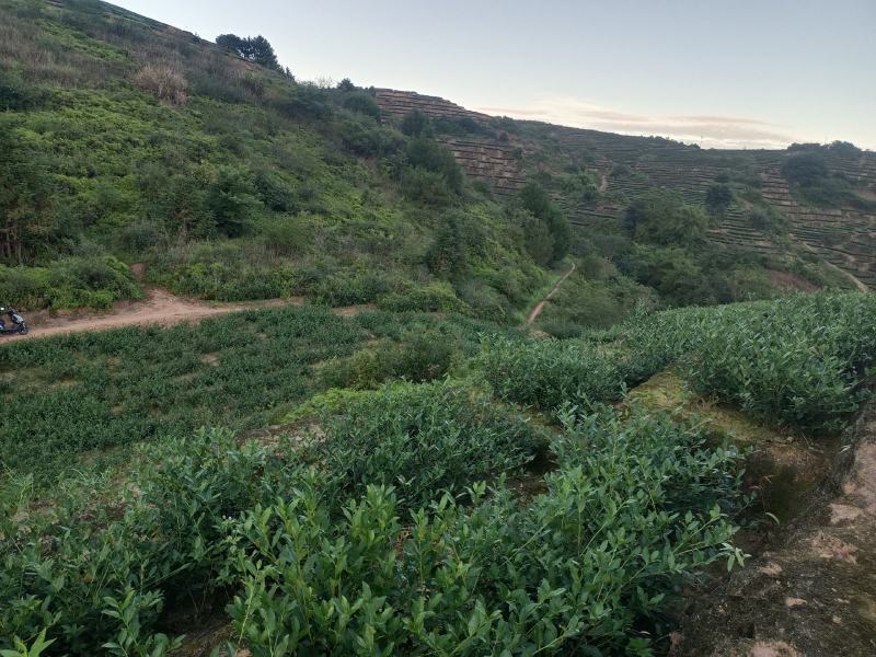 安溪秋茶清香型正味手工兰花香高山铁观音做熟做透