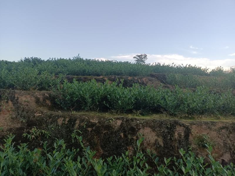 安溪秋茶清香型正味手工兰花香高山铁观音做熟做透
