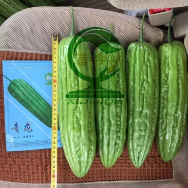 【青龙苦瓜】中熟杂交品种耐寒耐热长圆棒形皮翠绿