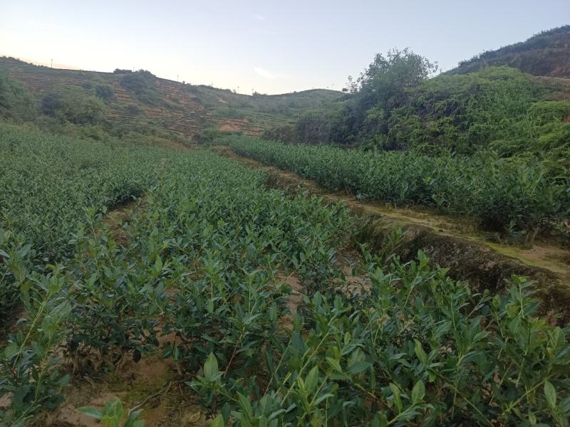 安溪高山消正清香型兰花香铁观音持久耐泡回