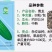 【青龙苦瓜】中熟杂交品种耐寒耐热长圆棒形皮翠绿