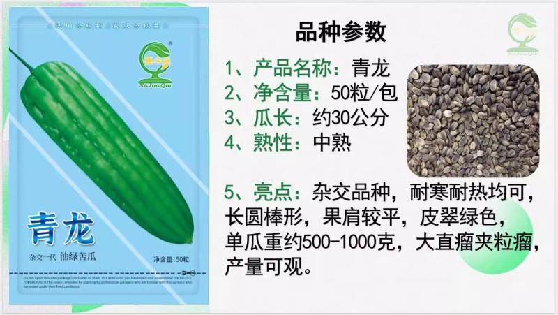 【青龙苦瓜】中熟杂交品种耐寒耐热长圆棒形皮翠绿