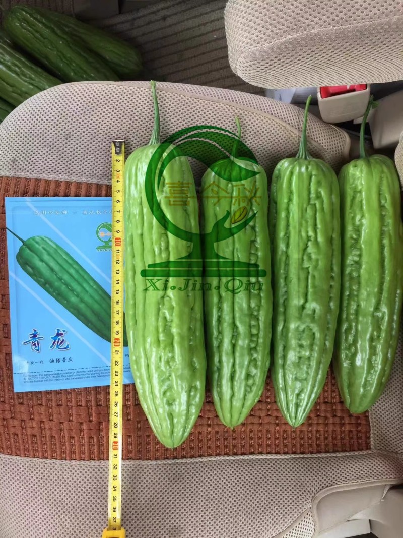 【青龙苦瓜】中熟杂交品种耐寒耐热长圆棒形皮翠绿