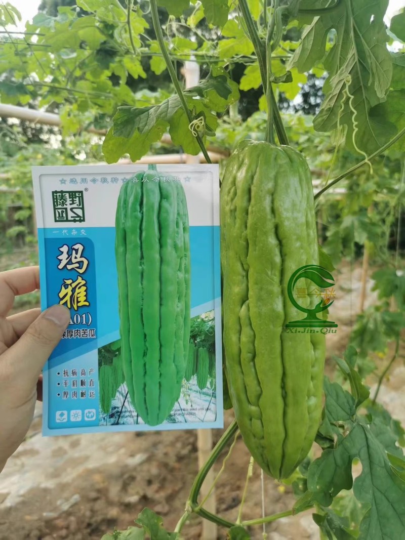 【玛雅苦瓜】早中熟杂交一代厚肉大直瘤产量佳