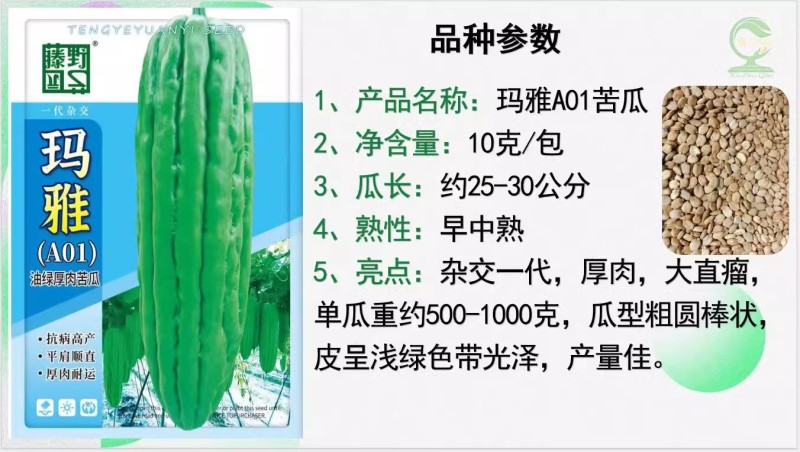 【玛雅苦瓜】早中熟杂交一代厚肉大直瘤产量佳