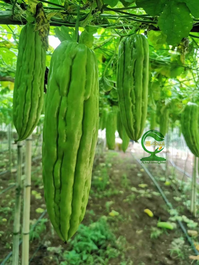 【玛雅苦瓜】早中熟杂交一代厚肉大直瘤产量佳