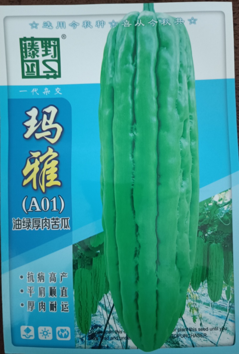 【玛雅苦瓜】早中熟杂交一代厚肉大直瘤产量佳